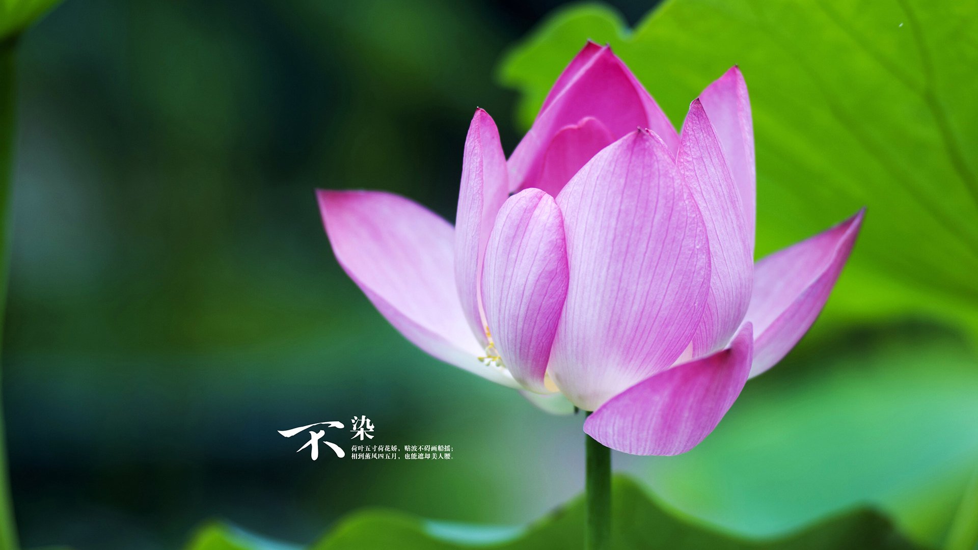 冰火两极,梅德韦杰夫的澳网绝杀与拉沃尔杯的不在场证明