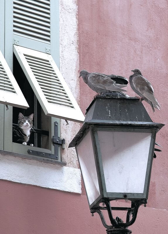 钢铁森林与独舞的指挥官