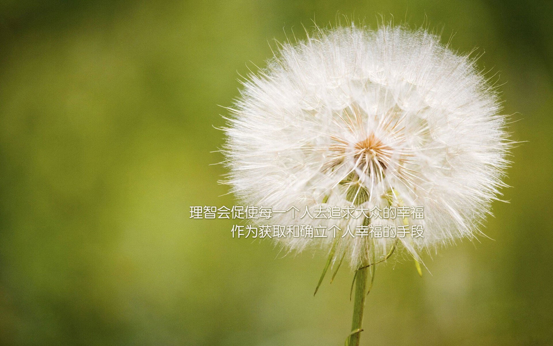 跨界交响,当F1争冠夜遇见约基奇的篮球魔法