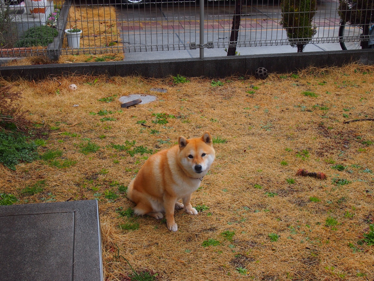 独舞与交响，当文班亚马的统治力遇见国王的团队火力