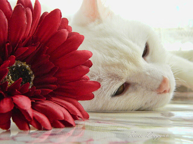 体育史上的独特瞬间，洪都拉斯单节拉开中国，C罗年度焦点战接管比赛