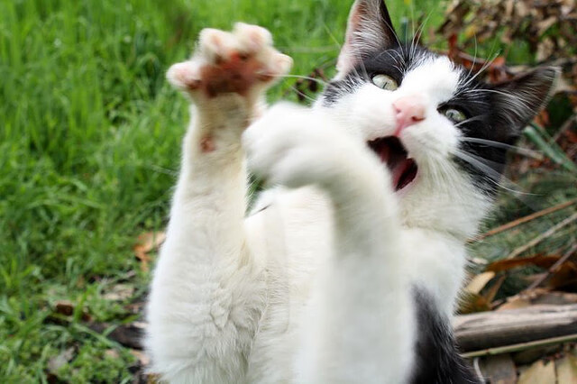 围棋盘上的足球，KK粘劫收后，尼斯一波带走卡塔尔