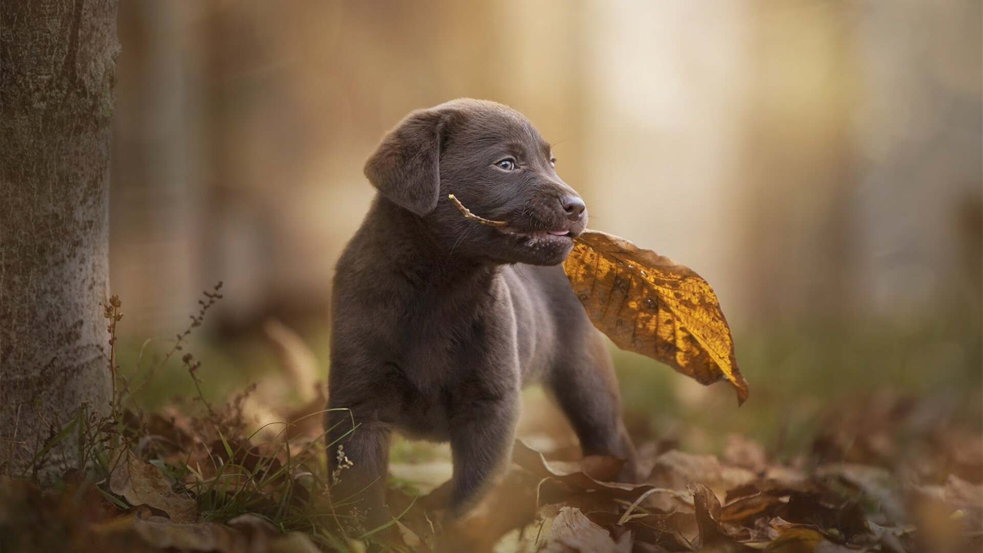 开云体育官网-破茧成蝶，乌拉圭铁血防守击溃亚特兰大狂潮，阿坎吉一记头槌定乾坤