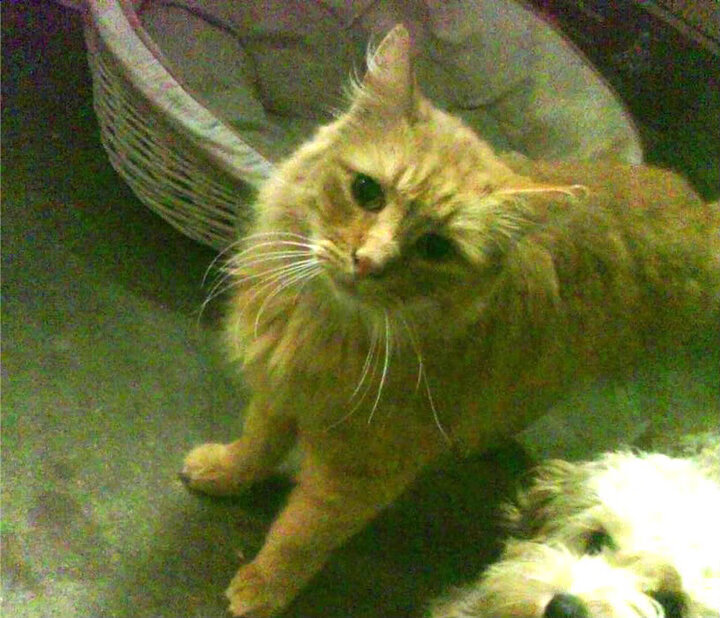 双重奏,小贾伦孤勇破局,湖人团队铁幕压制尼克斯