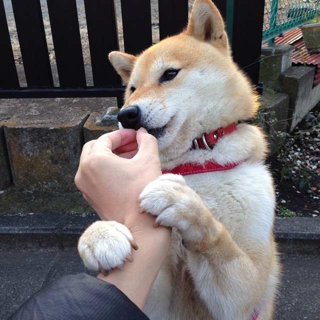 绿茵烽火,曼联的波兰闪电战与格列兹曼的无解方程式