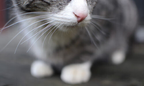 绝境逢生！巴拉圭加时鏖战险胜玻利维亚，哈弗茨关键回合一剑封喉