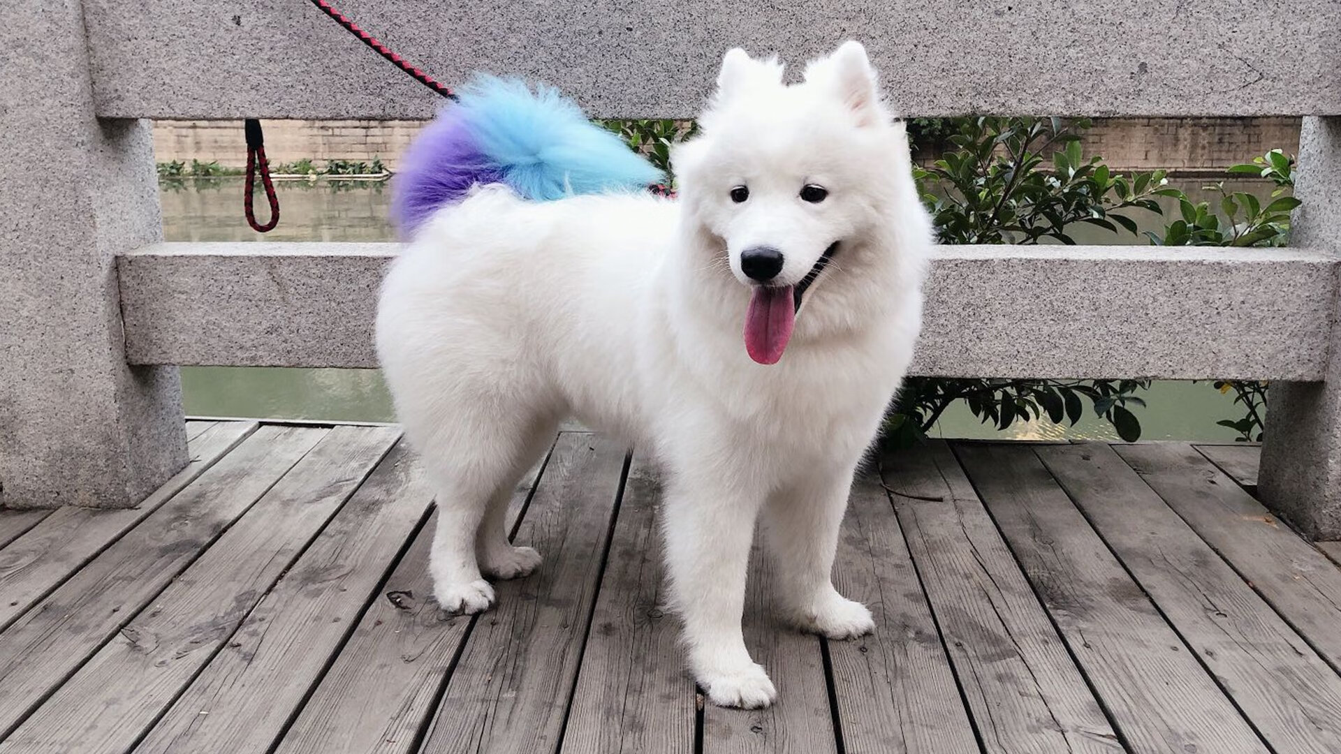 绿茵场上的冰火对撞，2026世界杯森林狼战术如何压制深圳速度