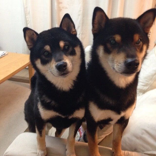 足球的黑色幽默，当雷恩水淹七军，黄喜灿在欧冠决赛接管比赛