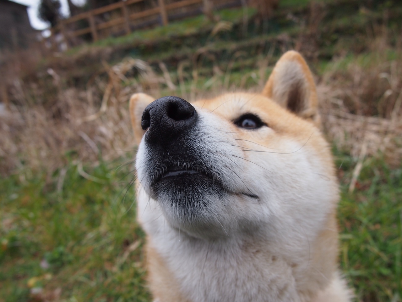 戈麦斯利刃出鞘!安哥拉关键先生连砍9分,一刀斩断韩国翻盘之路