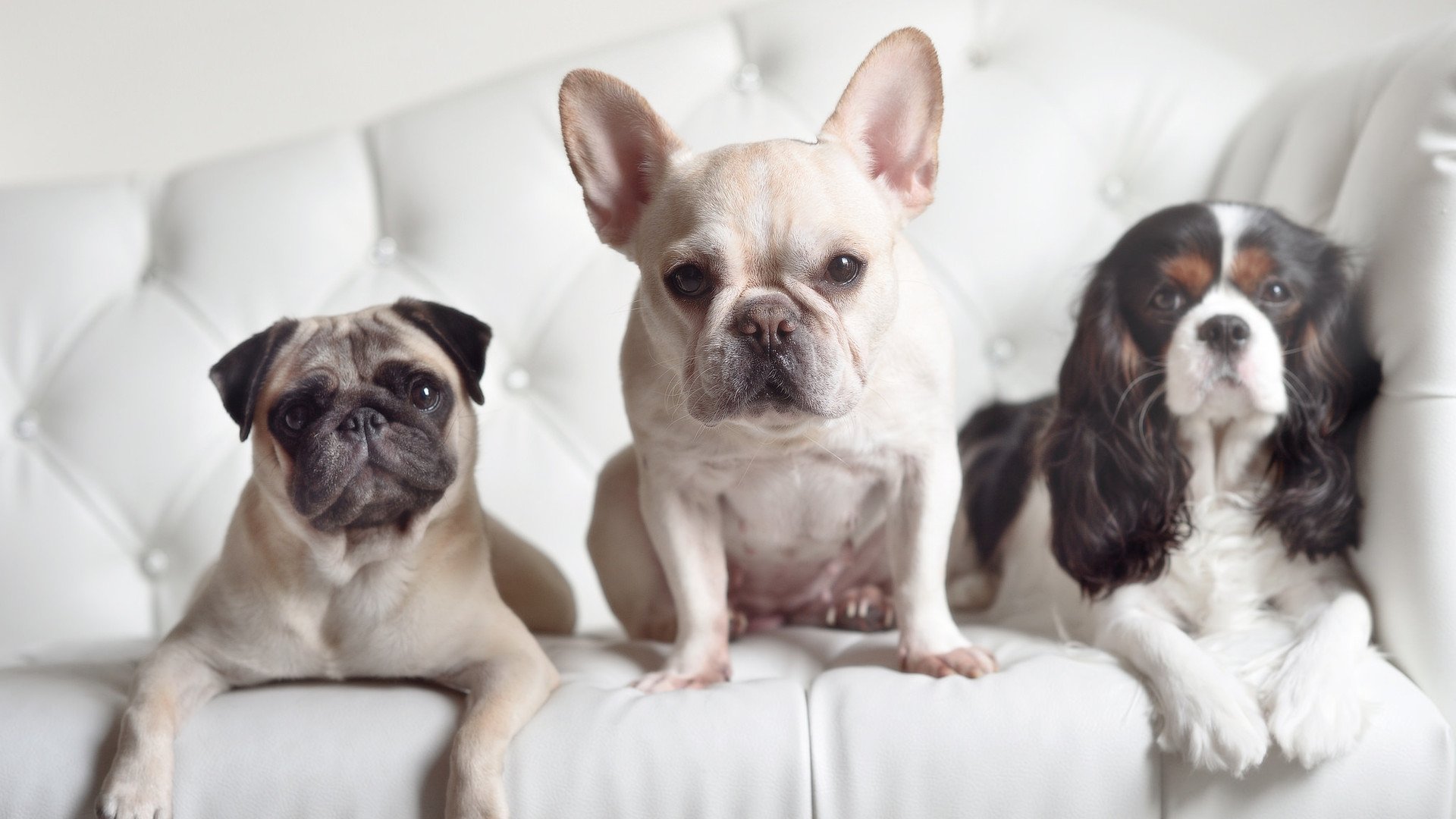 阿克，在众神之墙上凿开一道光