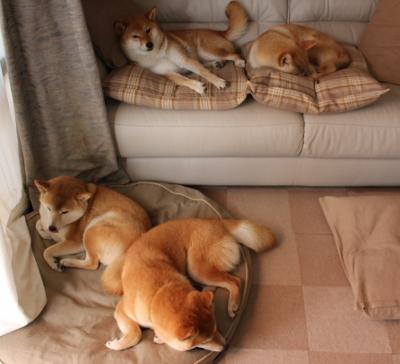 绿茵烽火双线告捷，英超争冠白热化激战，爱尔兰淘汰赛逆袭冰岛