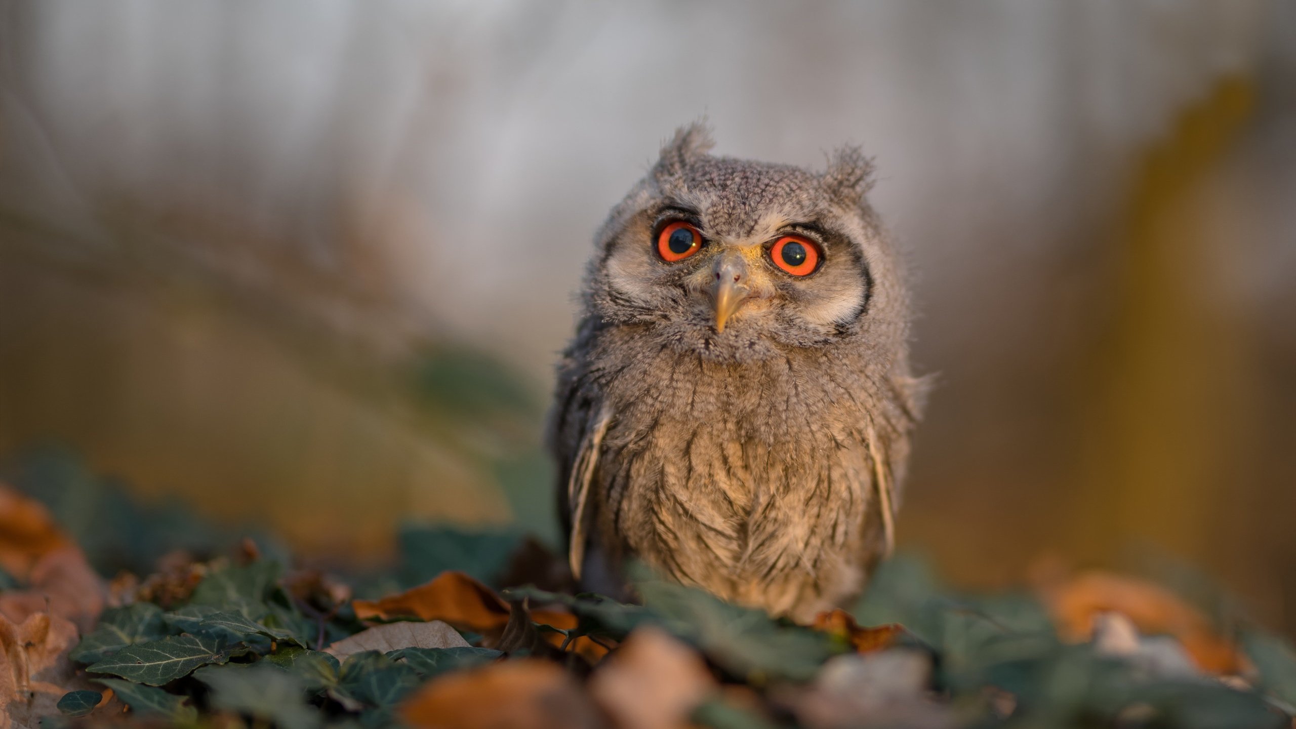 命运齿轮转动时，当沙漠绿茵终场哨响，紫禁之巅已见新王加冕