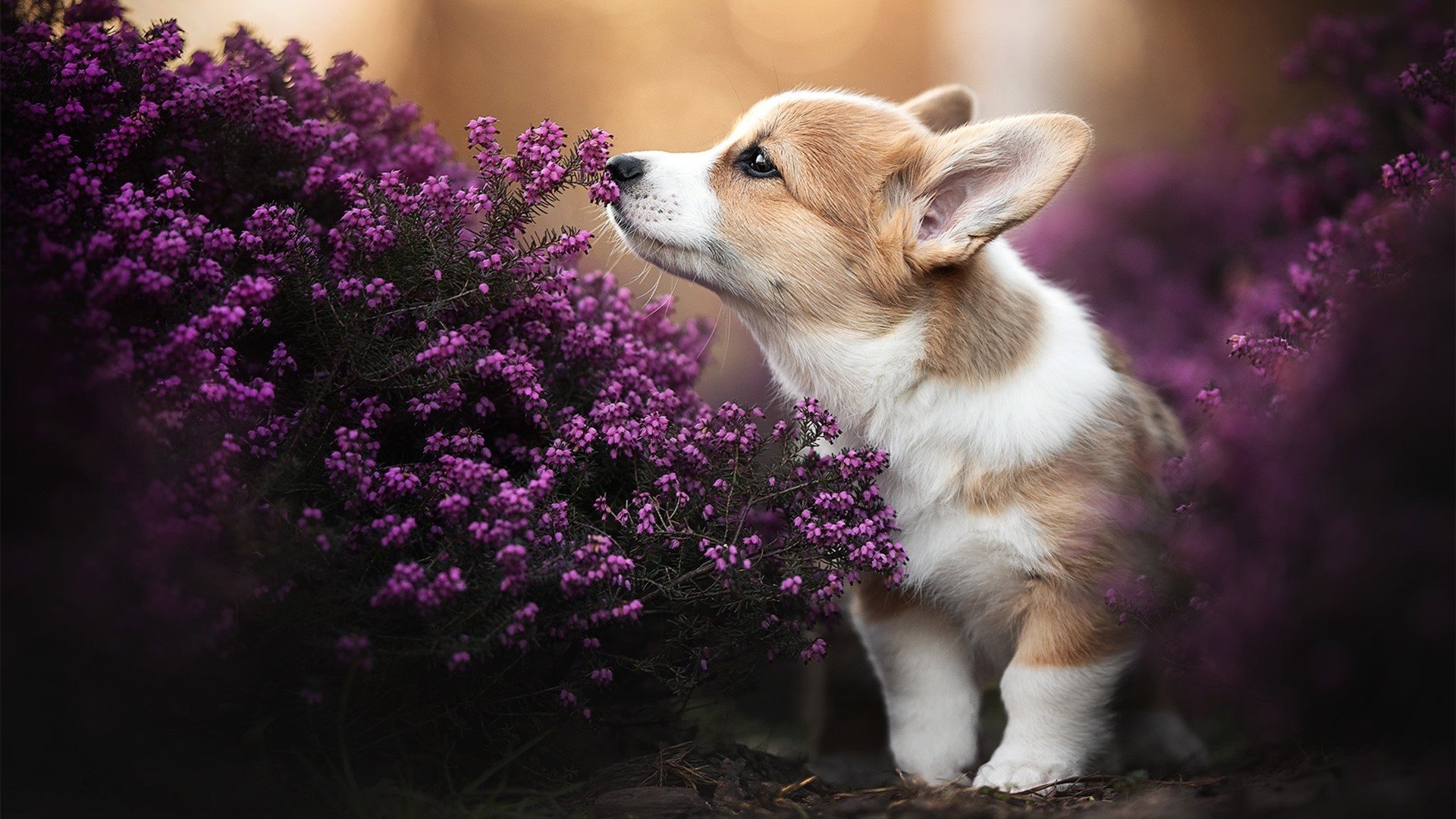 迷雾航行者,内马尔如何将2026世界杯之夜铸成巴西的节奏革命