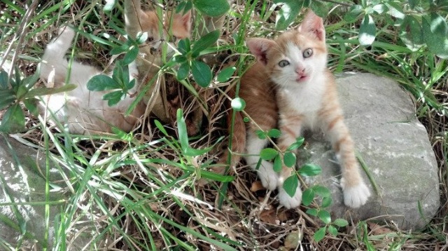 篮球双城记,火箭队终结新疆王朝,伦纳德欧冠半决赛演绎孤独王者