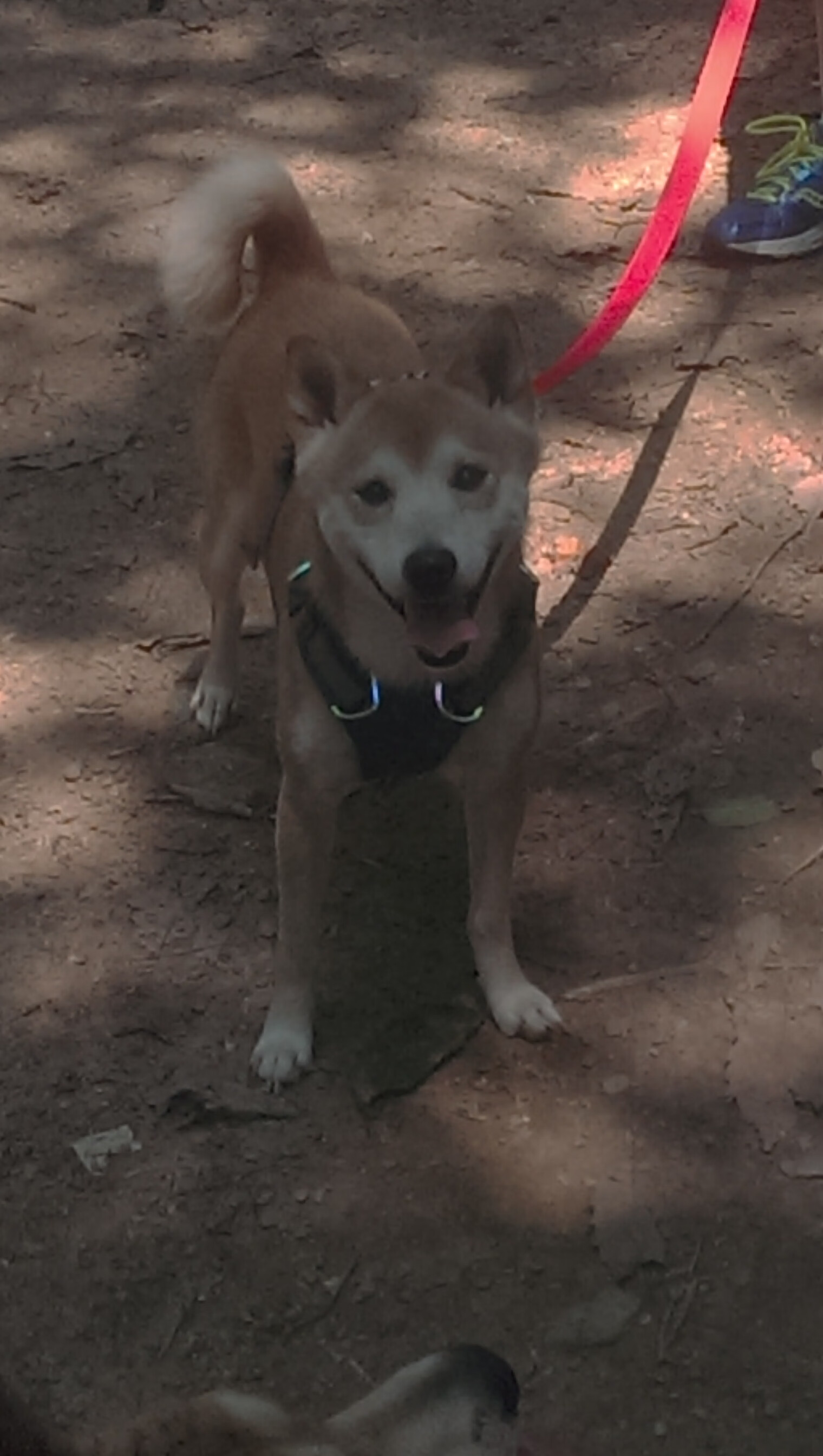 紫金战刀刺穿逆转洪流，拉文关键回合的艺术，如何让尼克斯起死回生？