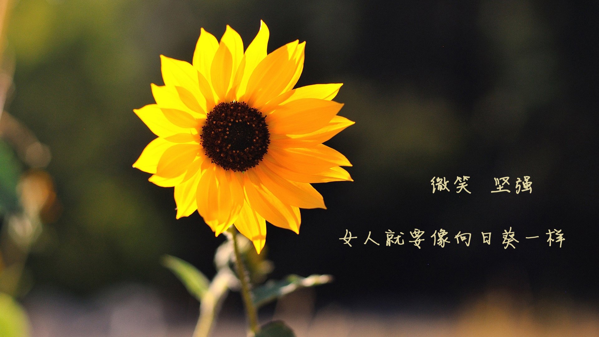 绿茵孤勇，丹麦一箭封喉，奥斯梅恩的致命回响终结阿根廷世界杯头名之梦